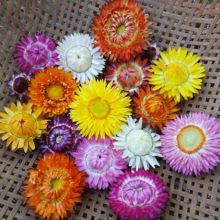 Monster Mix, Strawflower Seeds - Packet image number null